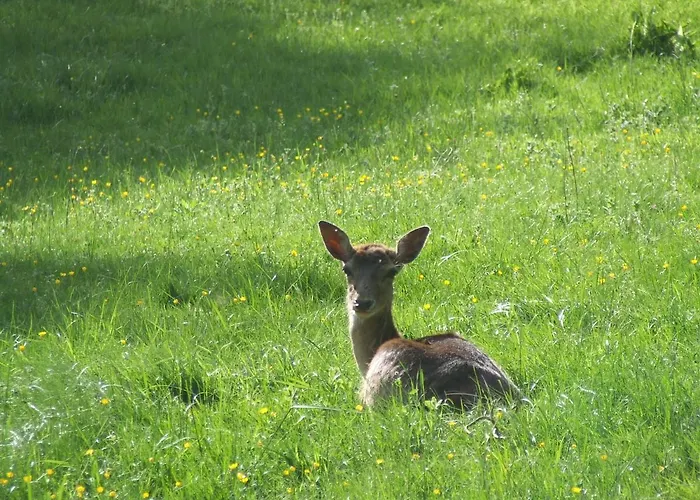 La Fenass Apartmán *